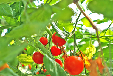 主要品目トマト