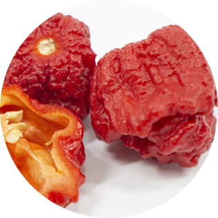 キャロライナリーパー